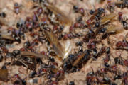 Meat eater ant nest during swarming