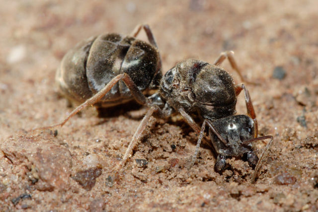 Image:Meat eater ant qeen excavating hole.jpg