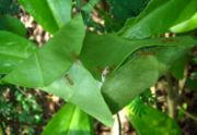 Leaf nest of weaver ants, Pamalican, Philippines