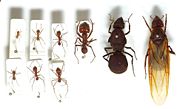 Seven Leafcutter ant workers of various castes (left) and two Queens (right)