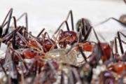 These meat eater ants are feeding on honey. Social ants cooperate and collectively gather food.