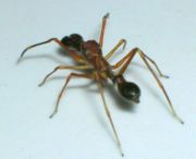 The spider Myrmarachne plataleoides mimics weaver ants to avoid predators, this male appears to be one ant carrying another.