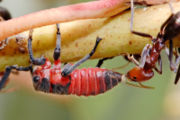 A Meat ant tending a common leafhopper nymph