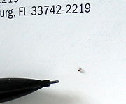 The tiny pharaoh ant is a major pest in hospitals and office blocks; it can make nests between sheets of paper.