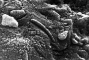 The electron microscope revealed chain structures in meteorite fragment ALH84001