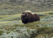 Muskox