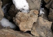 Marine fossils in Canadian Arctic