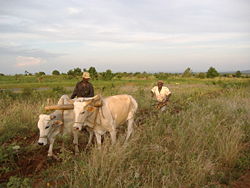 Sustainable business practices lead to economic growth and empowerment for farming communities in northern Uganda