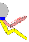 Structure of a biramous appendage[8]