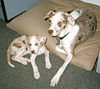 CatahoulaRedWhitePair wb.jpg