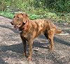 Chesapeakebayretriever01-l.jpg