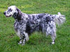 EnglishSetter9 fx wb.jpg