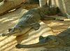 Gharial.2005-02-26.JPG