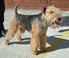 Lakeland Terrier 600.jpg