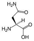 L-asparagine-skeletal.png