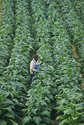 Broadleaf tobacco plants