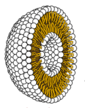 Cross-section through a liposome.