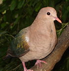 Emerald Dove.JPG