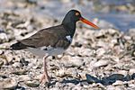 American Oystercatcher.jpg