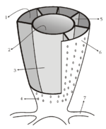 Archaeocyathid structure