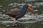 Black Oystercatcher.jpg