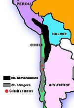 Range map of Chinchilla species. Red dots = Last known families (Ch. lanigera).