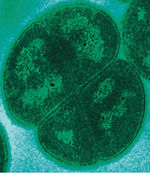 Deinococcus radiodurans.jpg