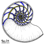 Septa and siphuncle in nautiloid shell