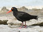 Sooty Oystercatcher.jpg