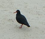 Southafrica014oystercatcher.jpg