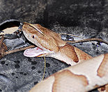 Southern copperhead03.jpg