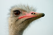 Ostrich, a paleognath