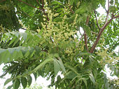 Bark and flowers of A. altissima