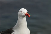 Dolphin Gull, a neognath