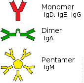 Some antibodies form complexes that bind to multiple antigen molecules.