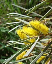 Acacia aneura blossom.jpg