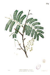 Acacia concinna Blanco2.374.png