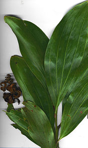 Acacia mangium leaf and pods.jpg