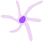 Dendritic Cell ZP.svg