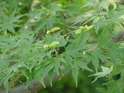 Japanese Maple foliage