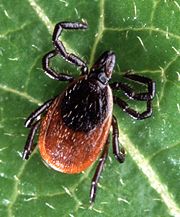 Adult deer tick, Ixodes scapularis