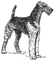 Airedale (PSF).png