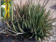 A. vera growing in Aruba, flower detail inset.