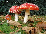 A. muscaria showing various growth stages.