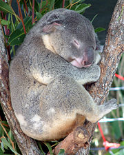 Australia Cairns Koala.jpg