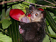 An Aye-aye eating fruit