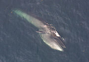 A Sei Whale feeding near the surface.