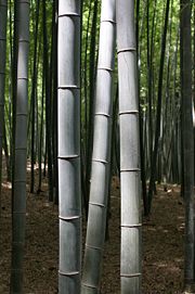 Bamboo forest in Kyoto, Japan