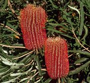 inflorescences and leaves.