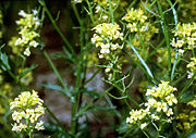 Winter Cress (Barbarea vulgaris)